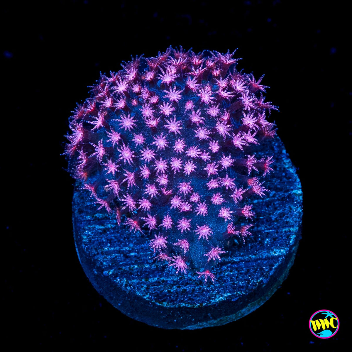 JC Pink Polyp Stylocoeniella