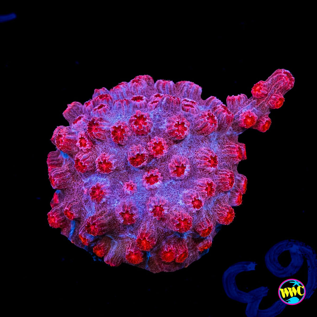 WWC Strawberry Branching Cyphastrea