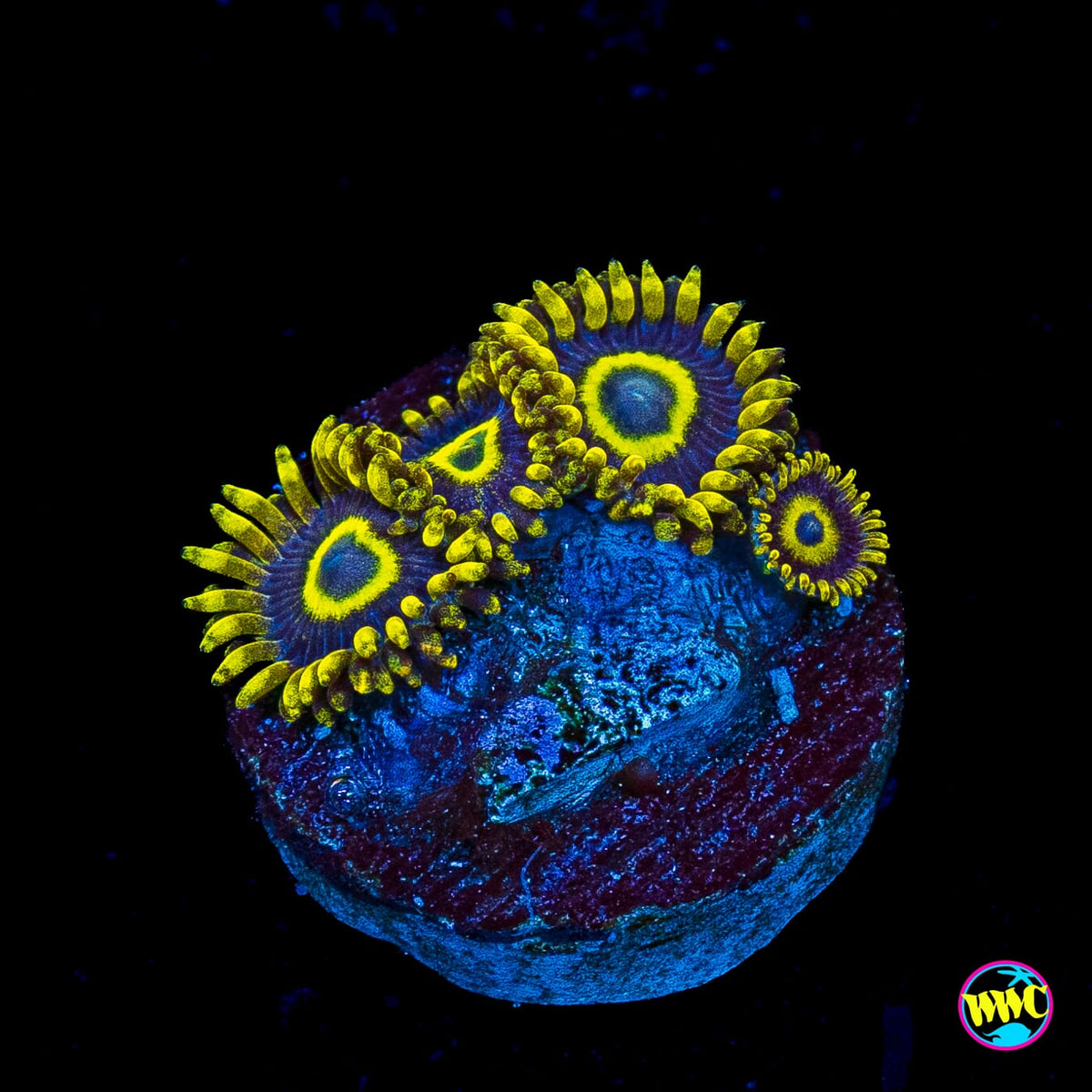 WWC Blue Macaw Zoanthids