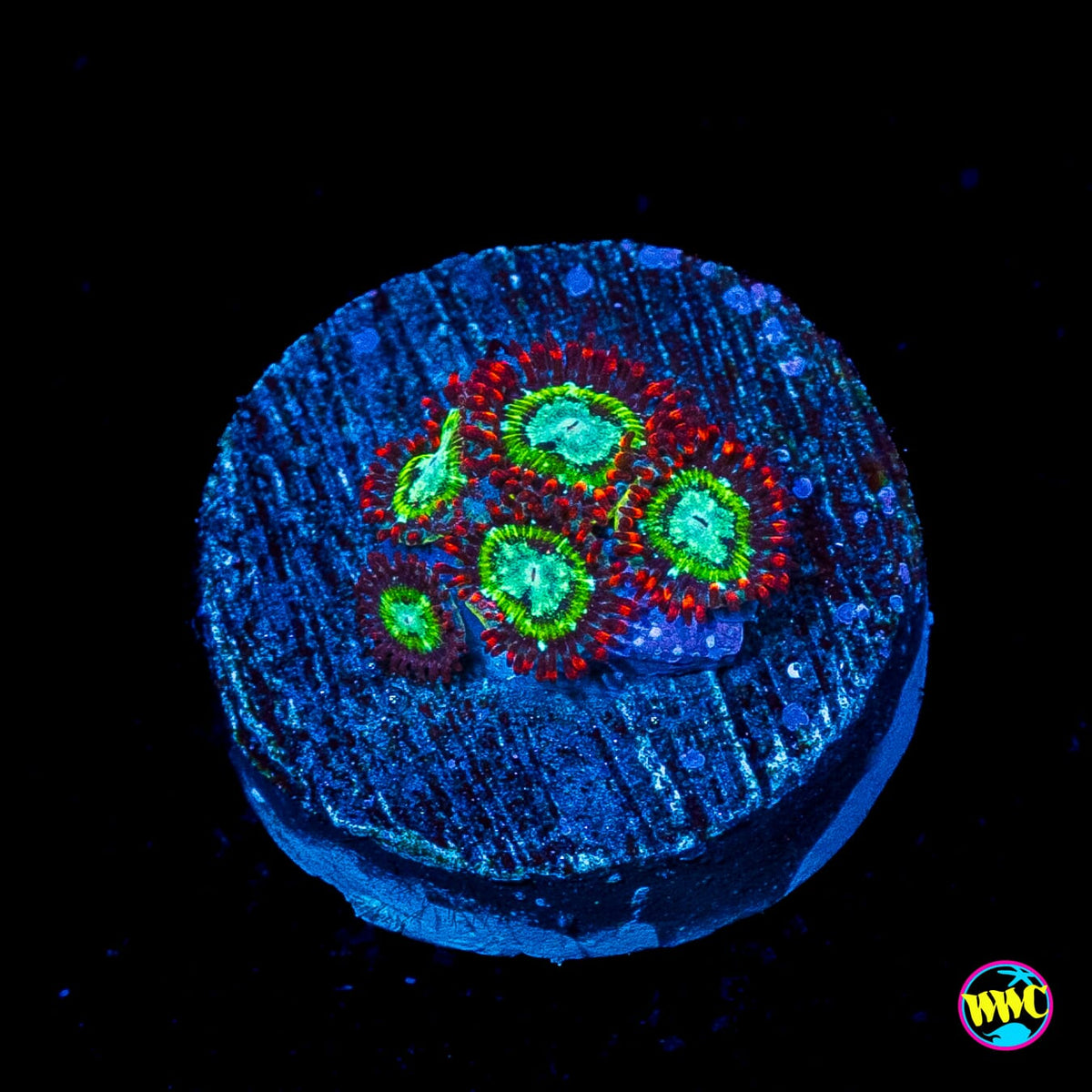 WWC Viridian Zoanthids