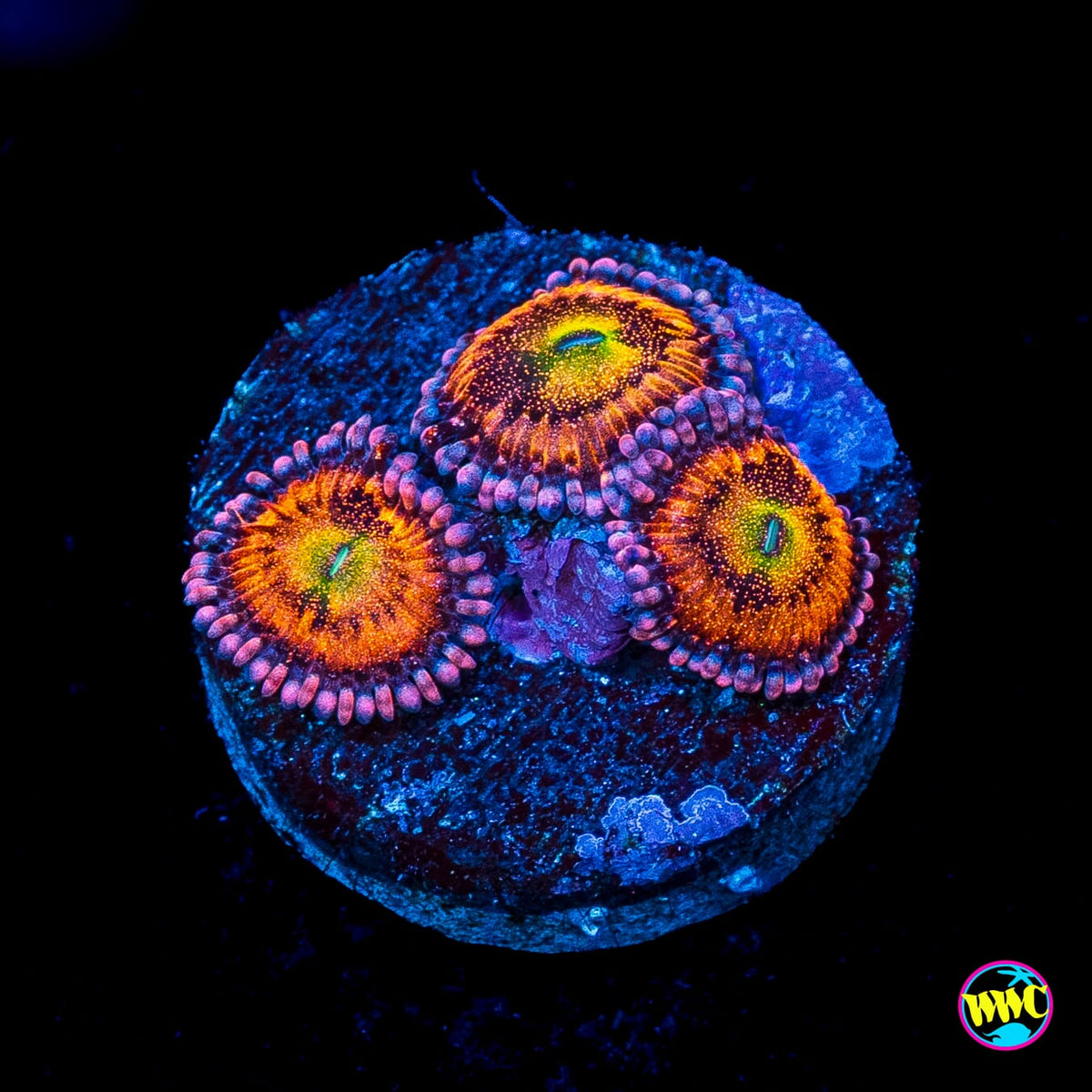 WWC Halle Berry Zoanthids