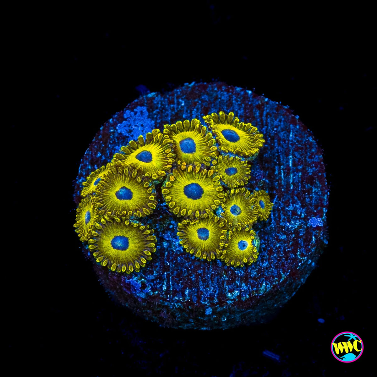 WWC Canary Island Zoanthids