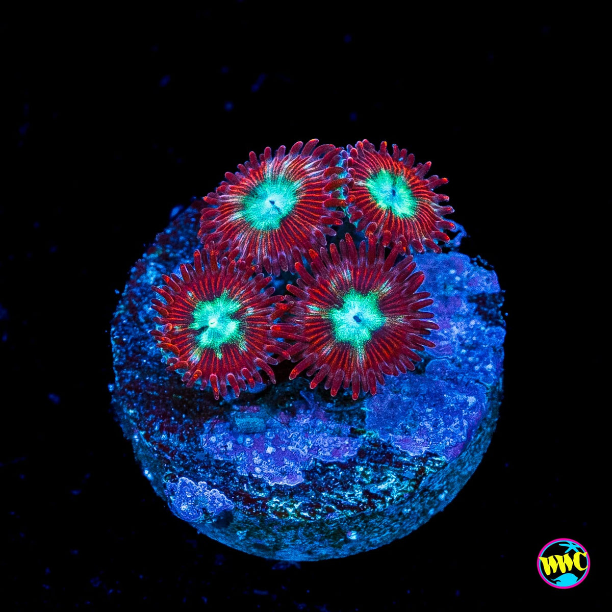WWC Bloodlust Zoanthids