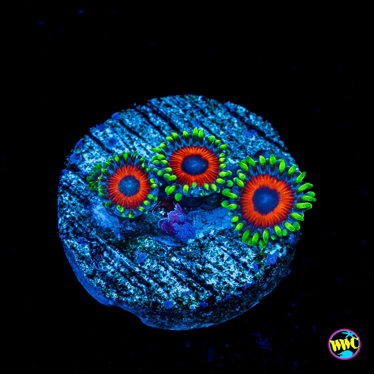 WWC Whammin Watermelon Zoanthids