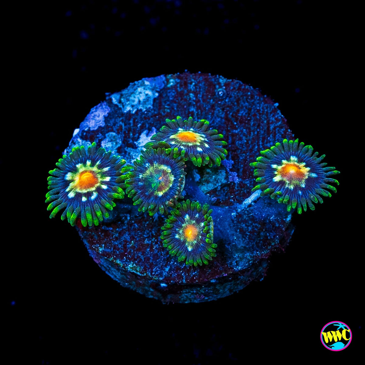 Jason Fox Stargazer Zoanthids