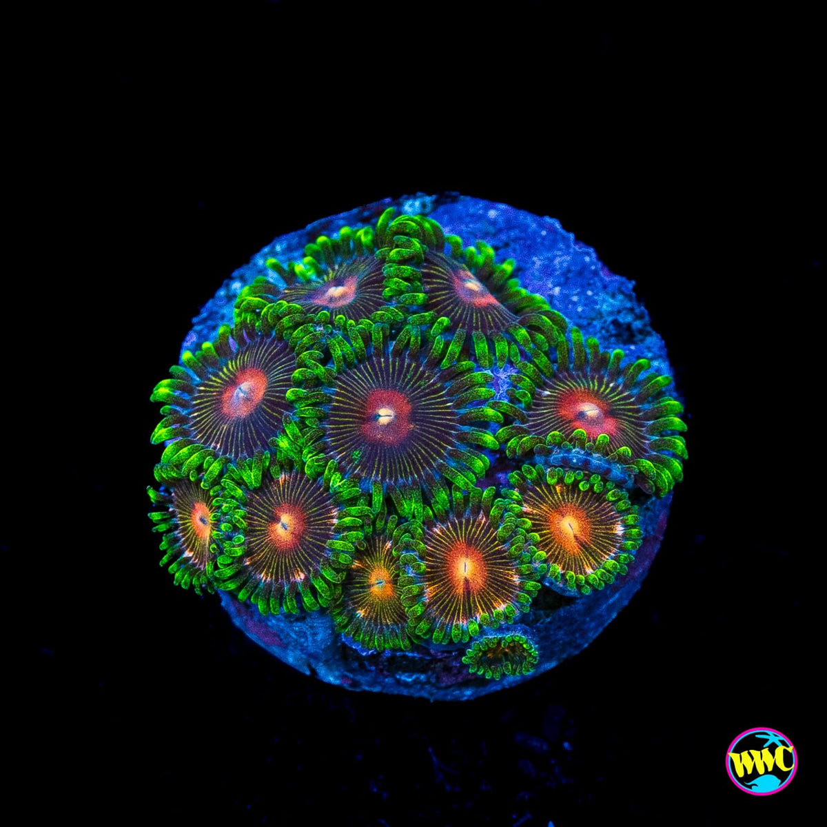 Dreamstate Zoanthids