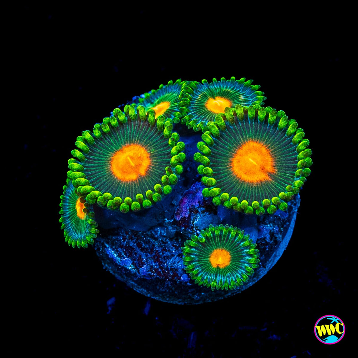 WWC Campfire Zoanthids