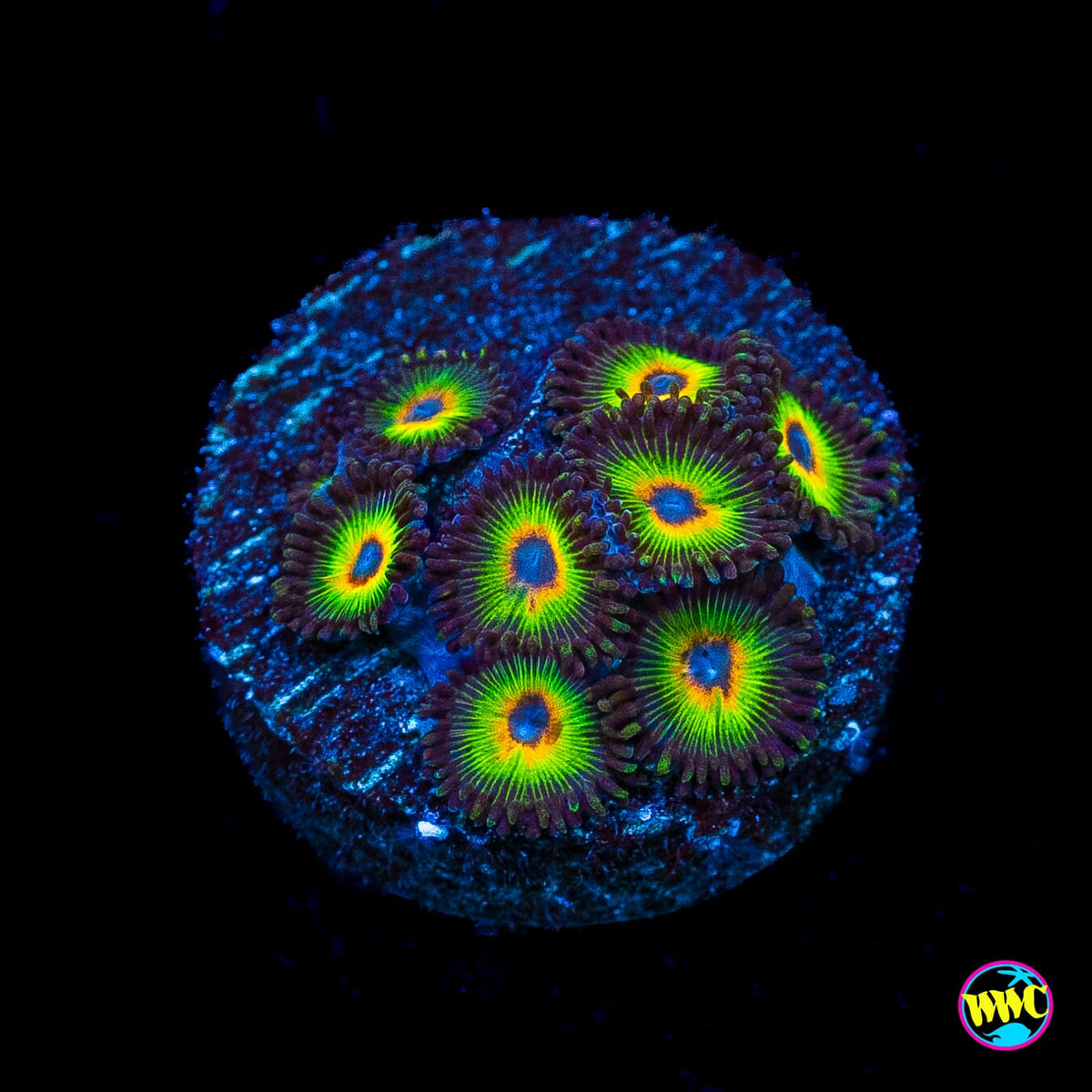 WWC Bob Marley Zoanthids