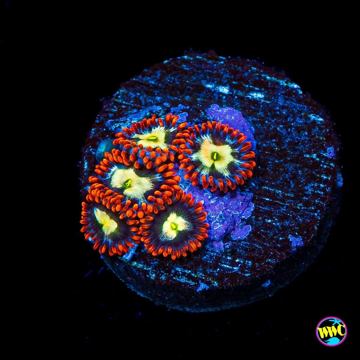 Alpha Omega Zoanthids