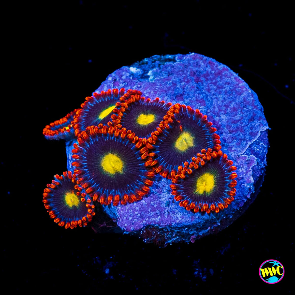 WWC Mandarin Monster Zoanthids