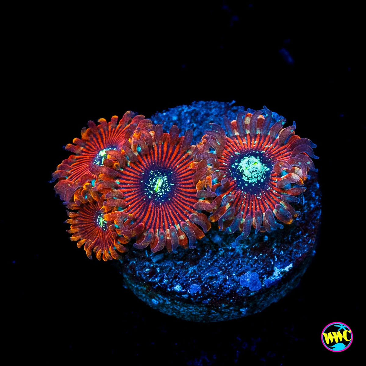 Magicians Zoanthids