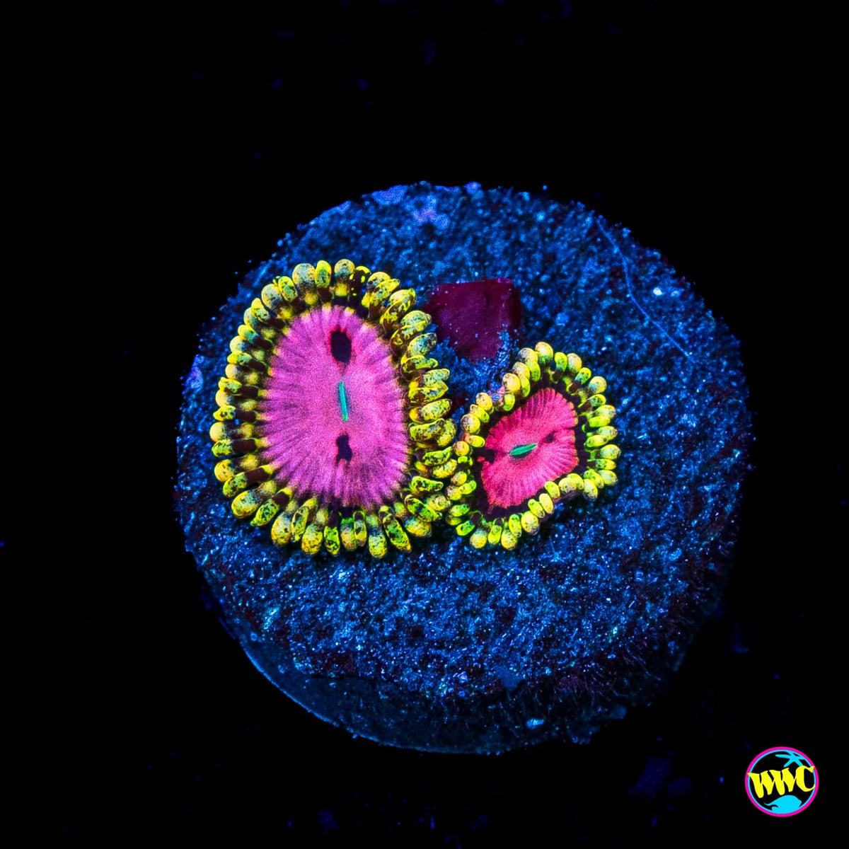 RR Pink Diamond Zoanthids