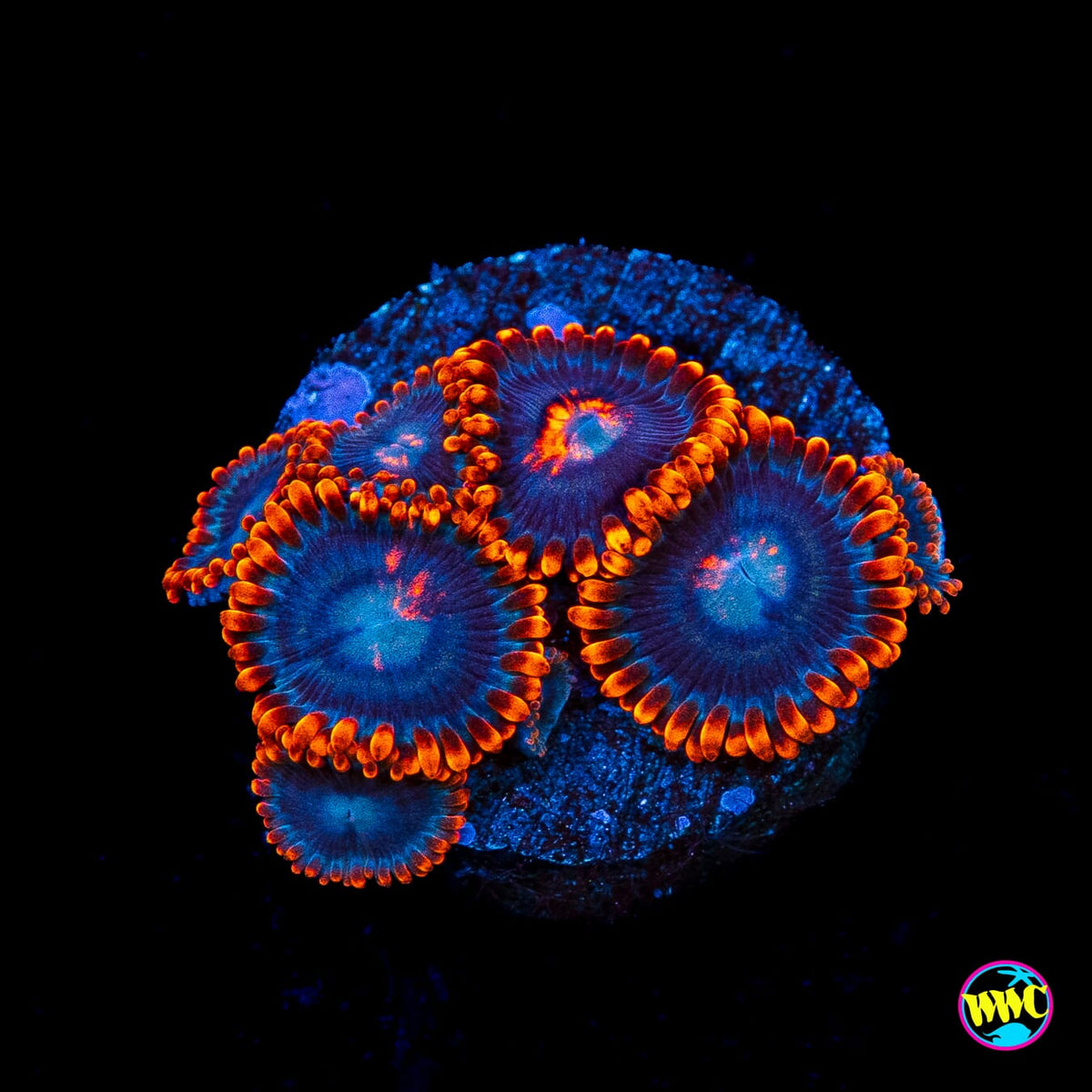 WWC Magma Ring Zoanthids