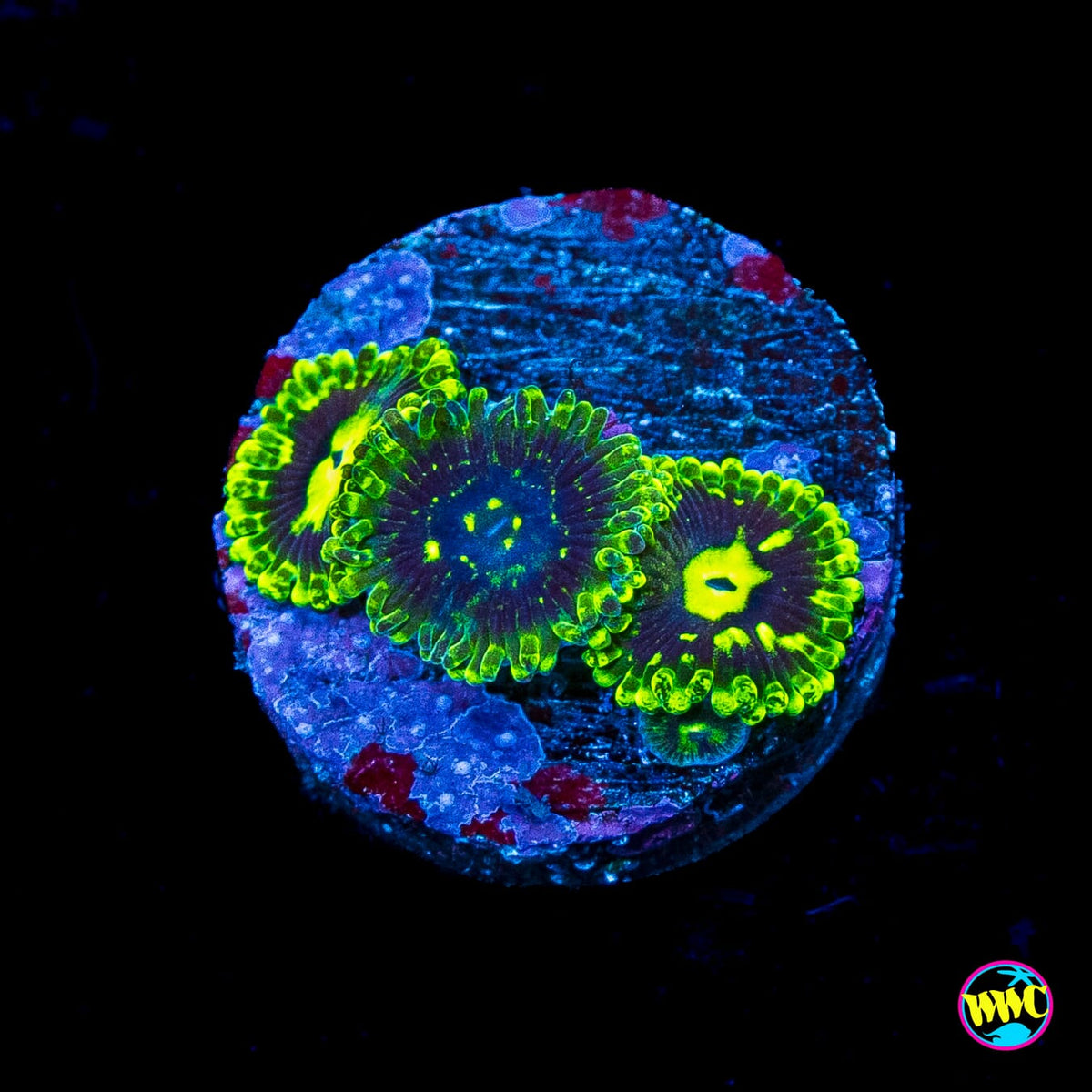Exosphere Zoanthids