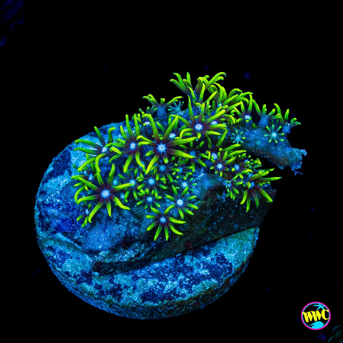 Neon Green Star Polyps