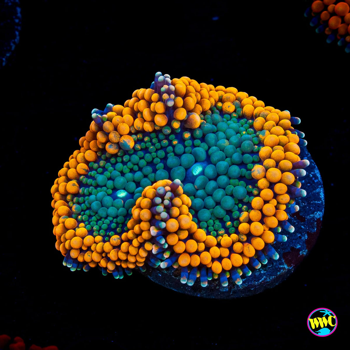 Serendipity Ricordea Mushroom
