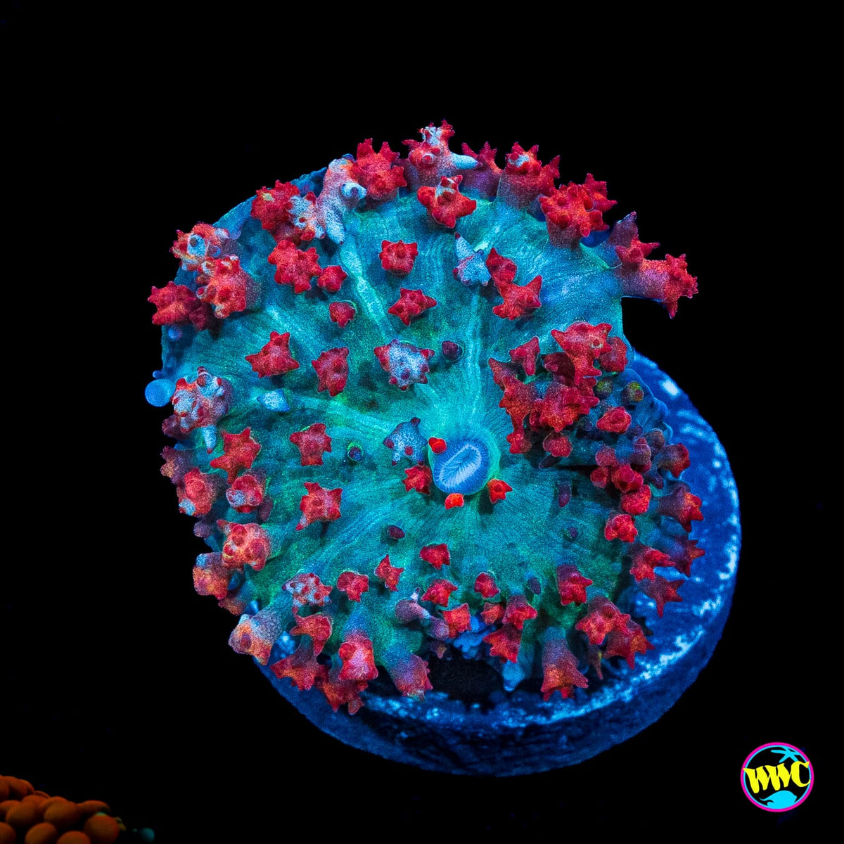 Crimson St Thomas Mushroom