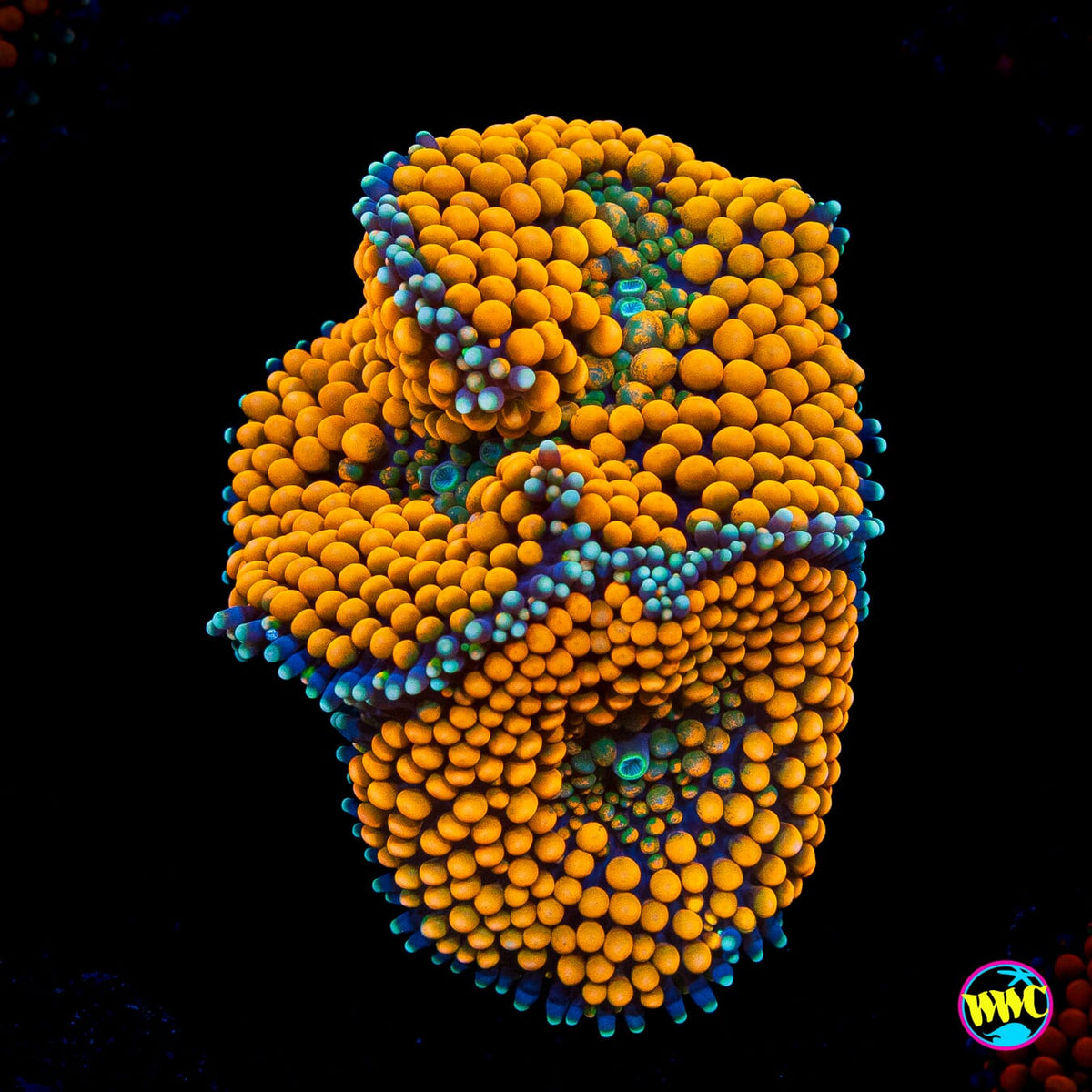 Blueberries and Oranges Ricordea Mushroom