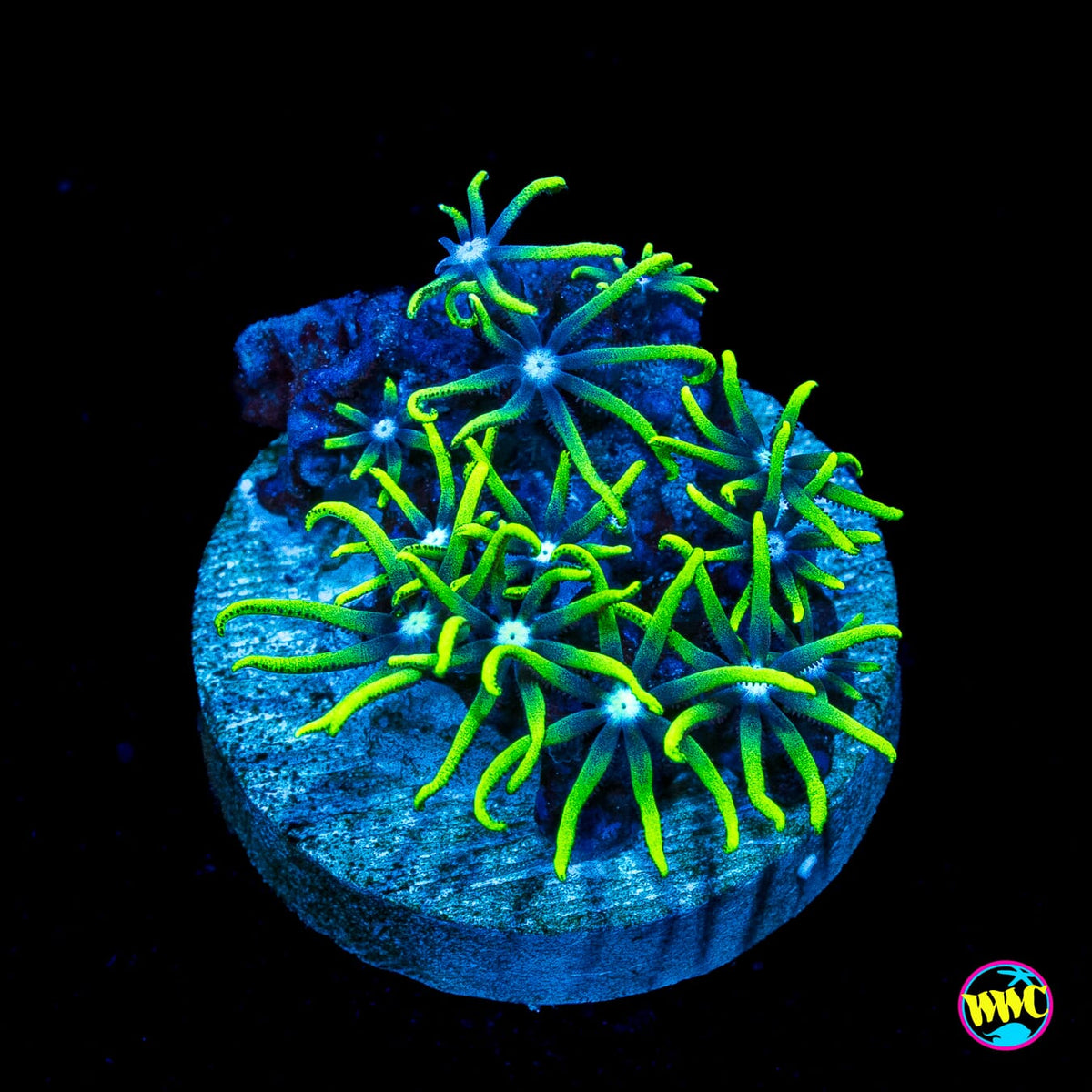 Neon Green Star Polyps