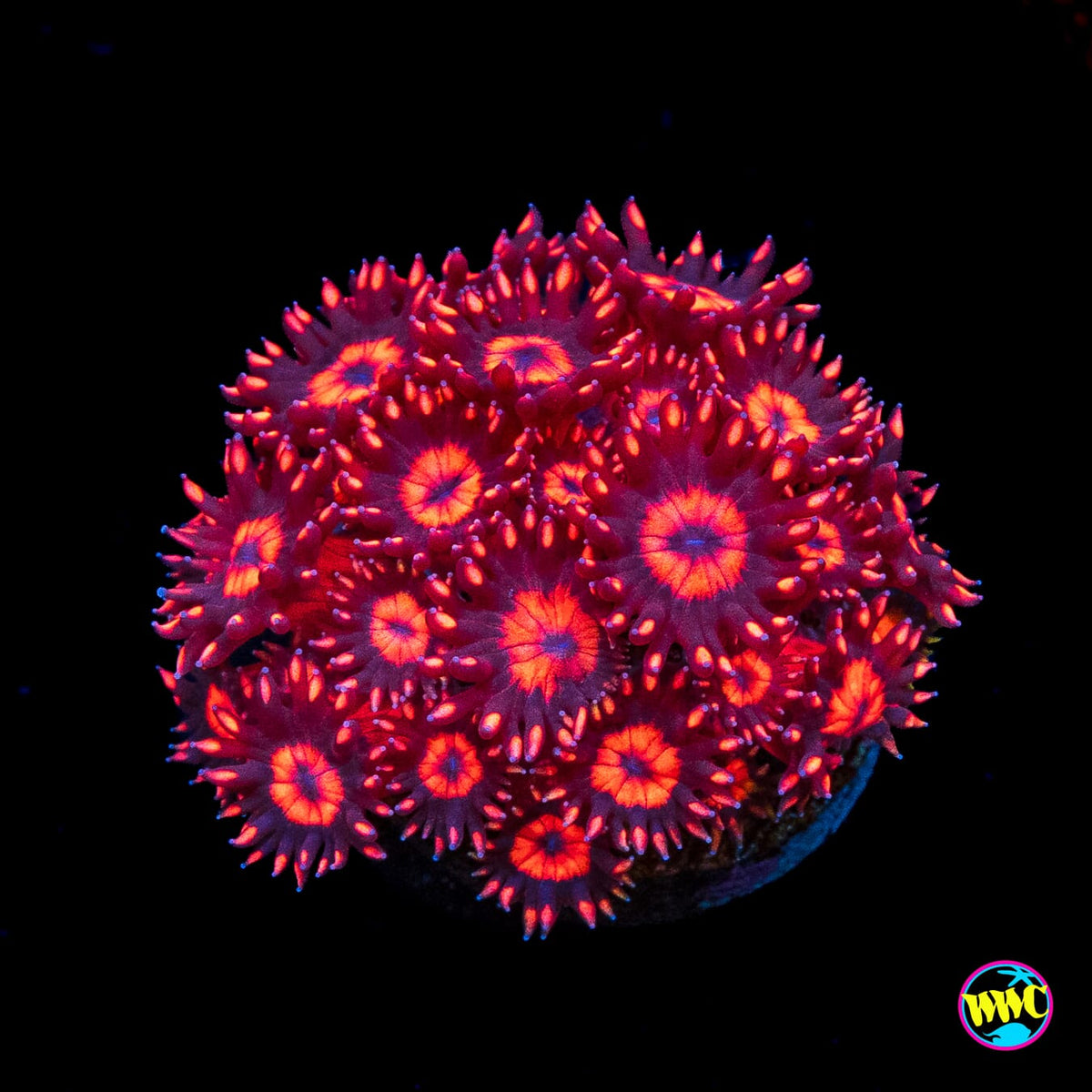 WWC Ragin Rojo Goniopora