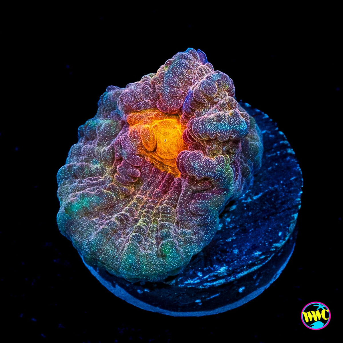Treasure Island Mycedium Chalice