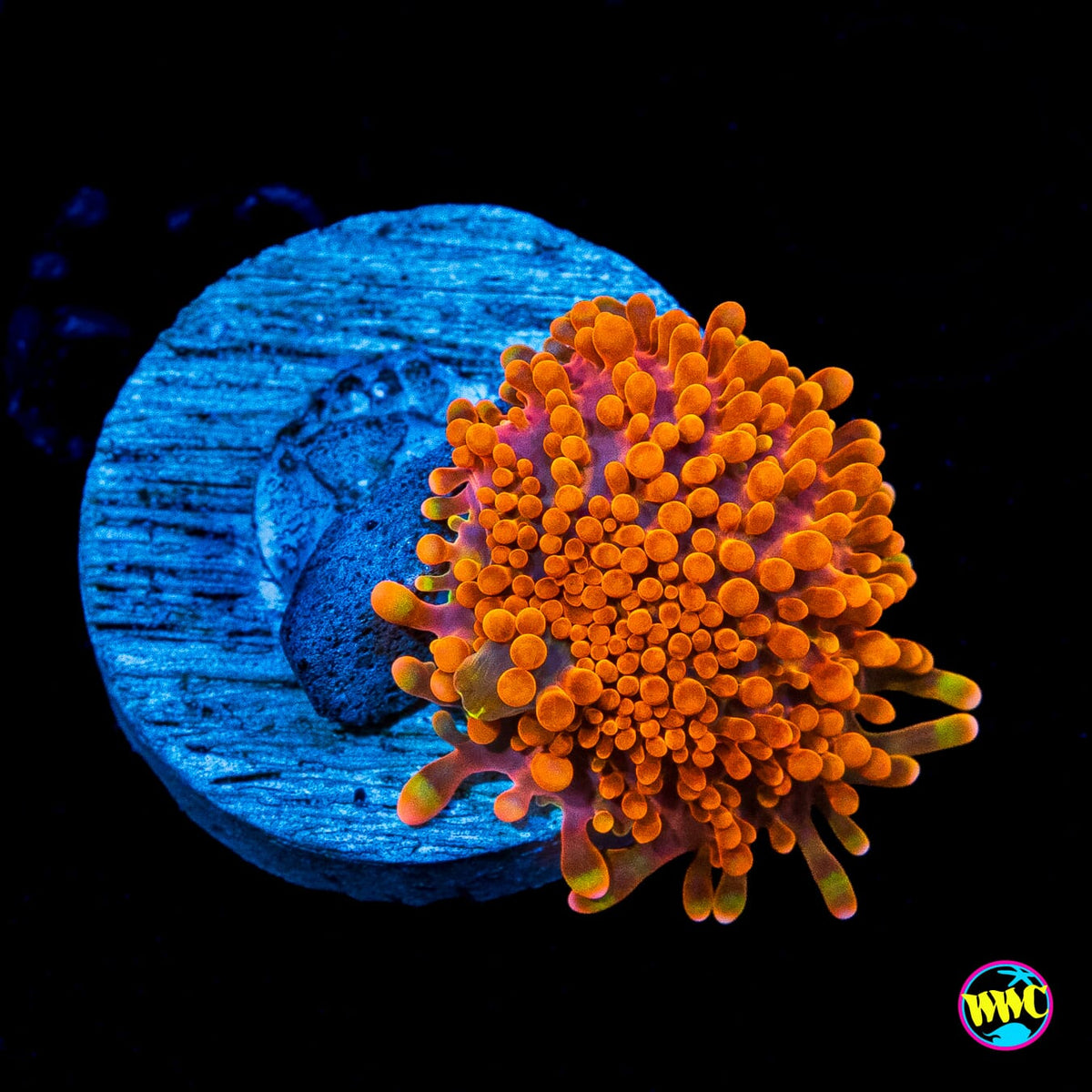 Headless Horseman Yuma Mushroom