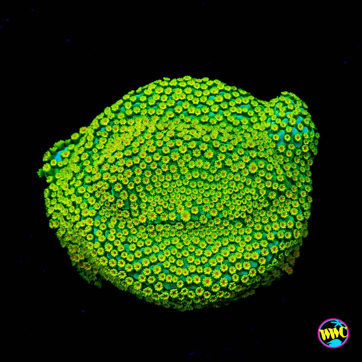 Jason Fox Rainbow Montipora
