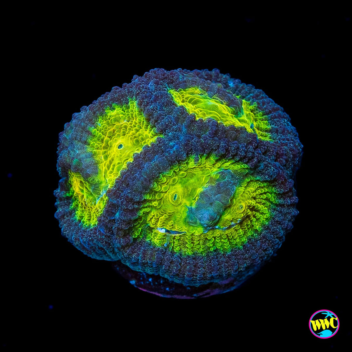 WWC Blue Lobster Favia