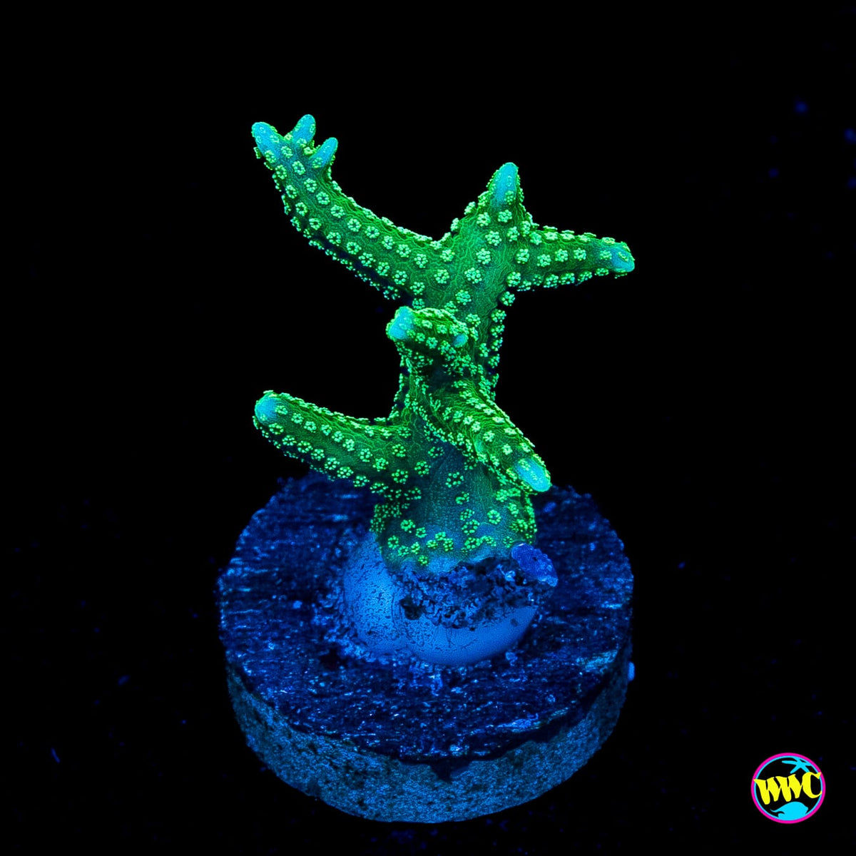 RF Jade Dragon Birdsnest