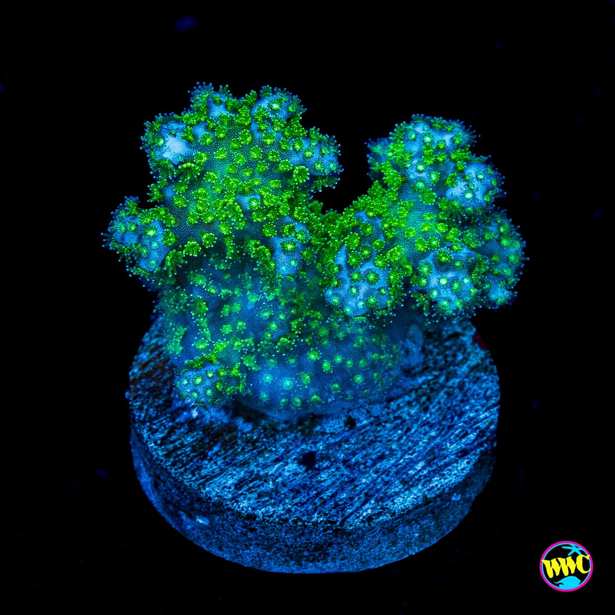 WWC Fallout Pocillopora