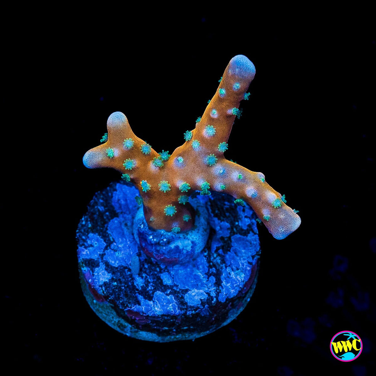 RR Tropicana Anacropora