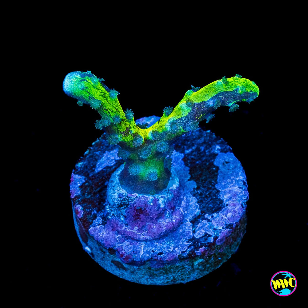 Grafted Goldenrod Anacropora