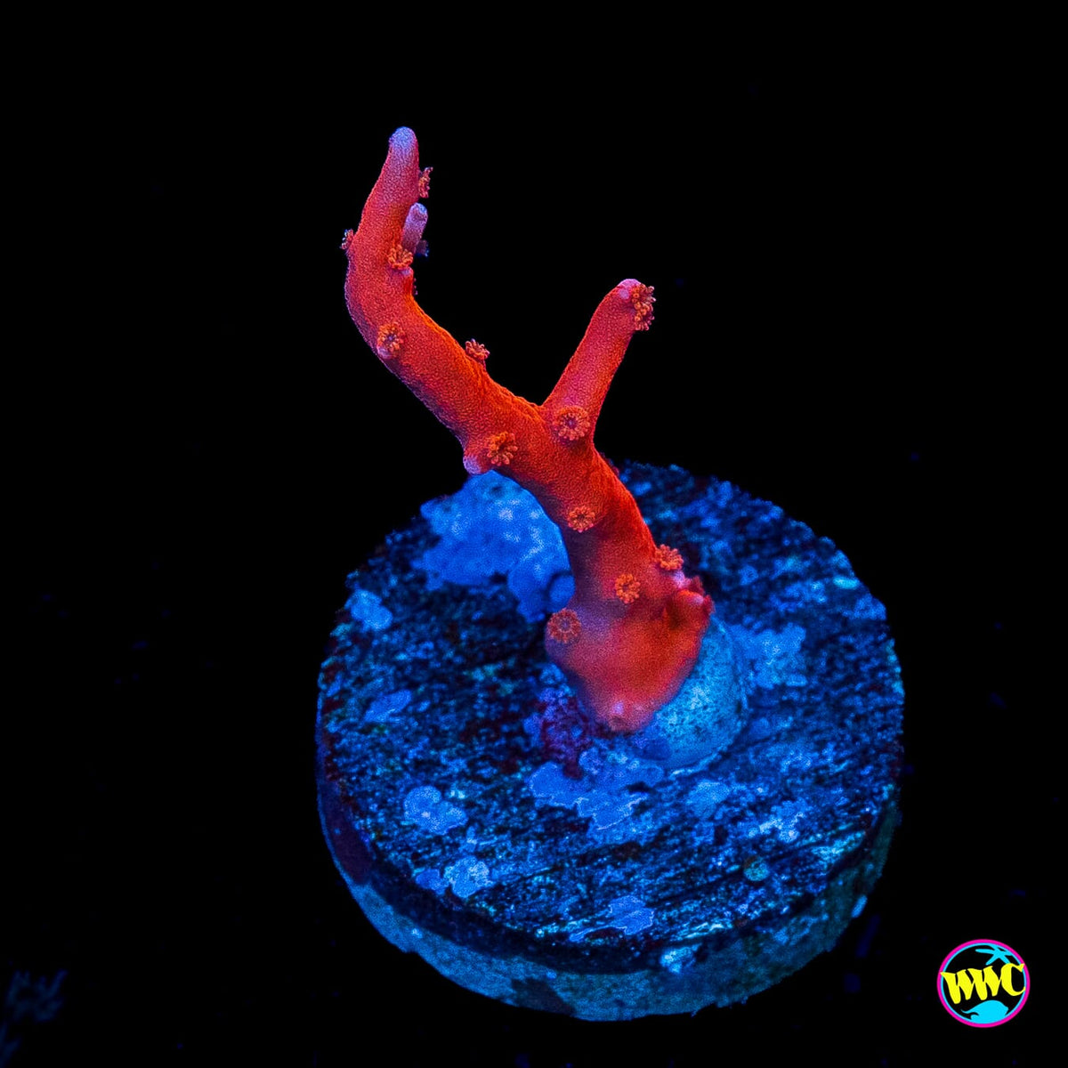 Jason Fox TNT Anacropora