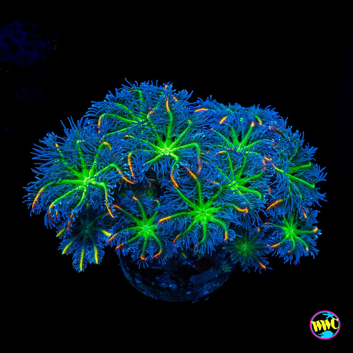 WWC High Voltage Clove Polyps