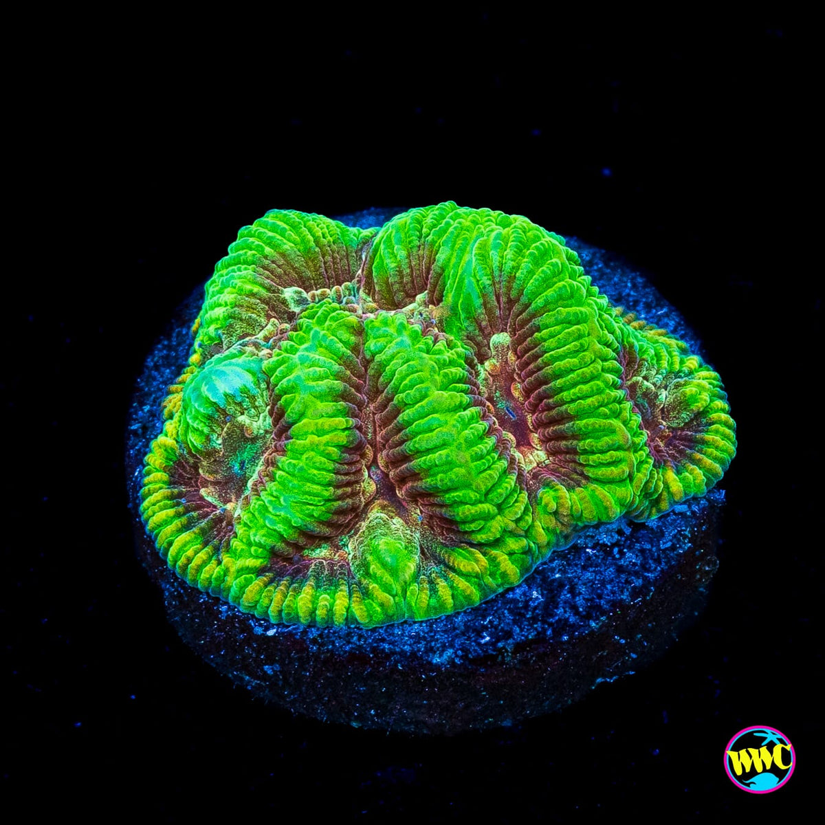 WWC Ruby Sanctum Platygyra