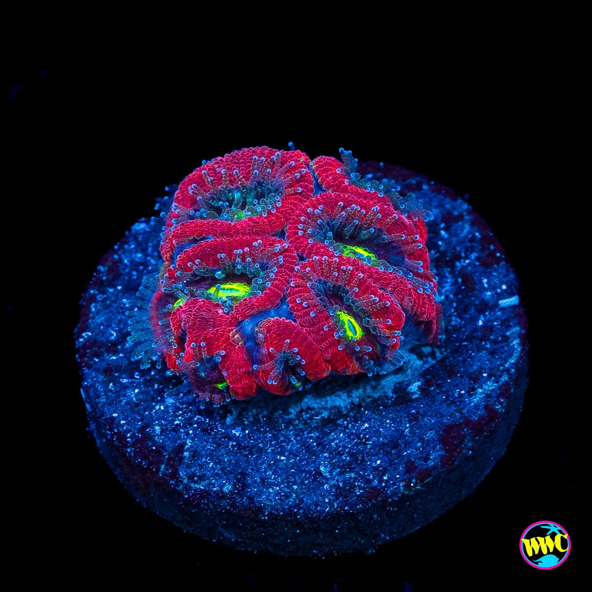 Holiday Micromussa
