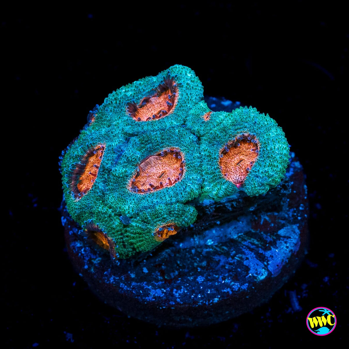 WWC Hello Yeti Micromussa