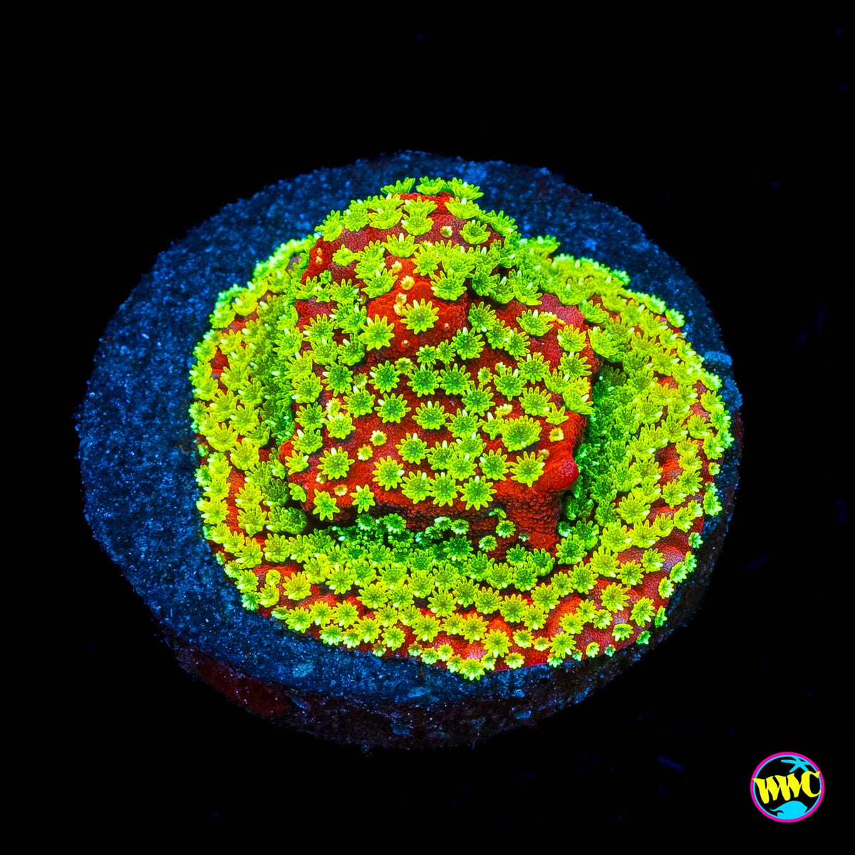 Sunset Montipora