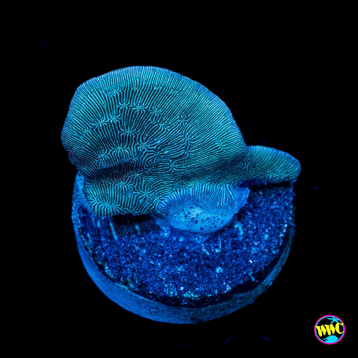 WWC Dusky Pavona