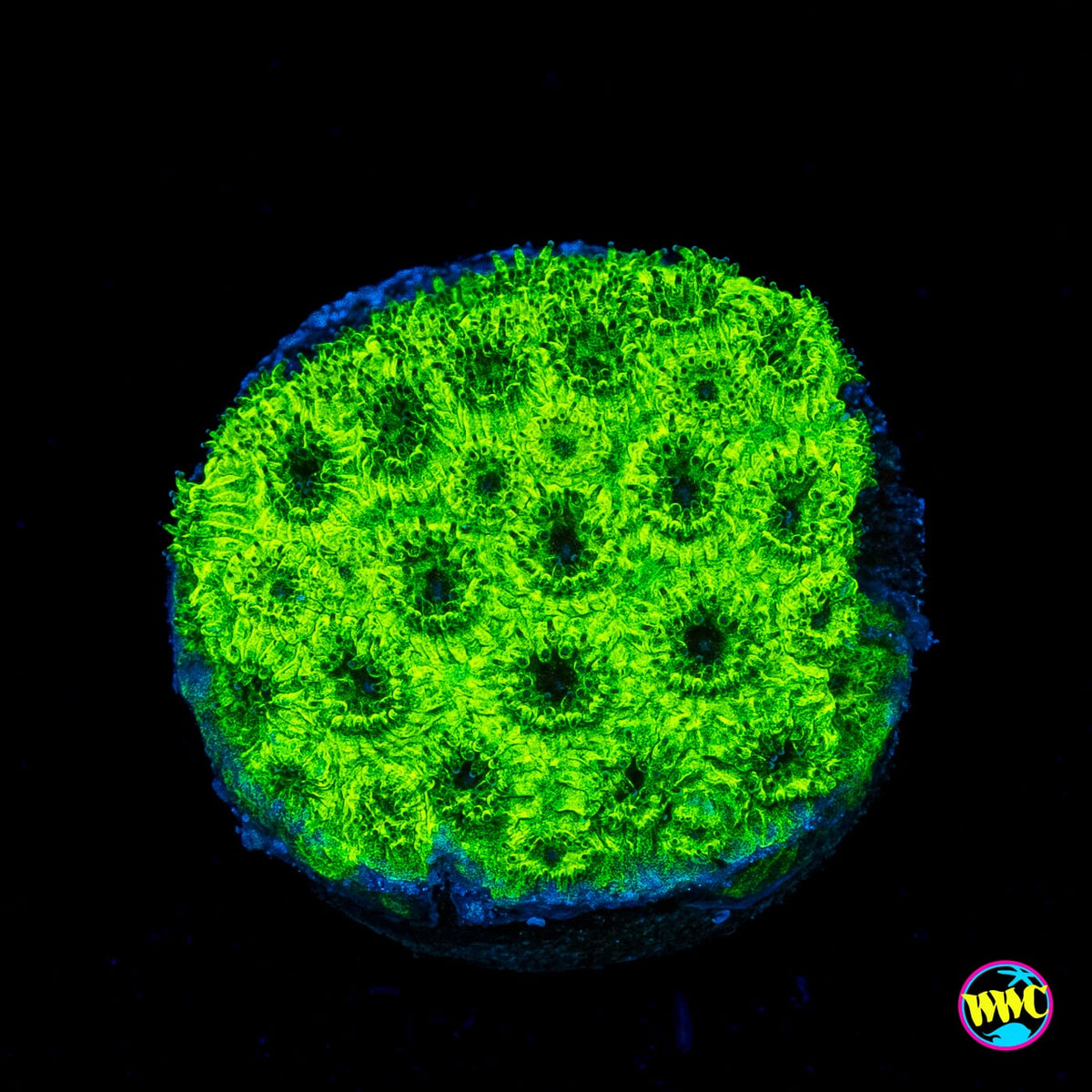 WWC Neon Plesiastrea
