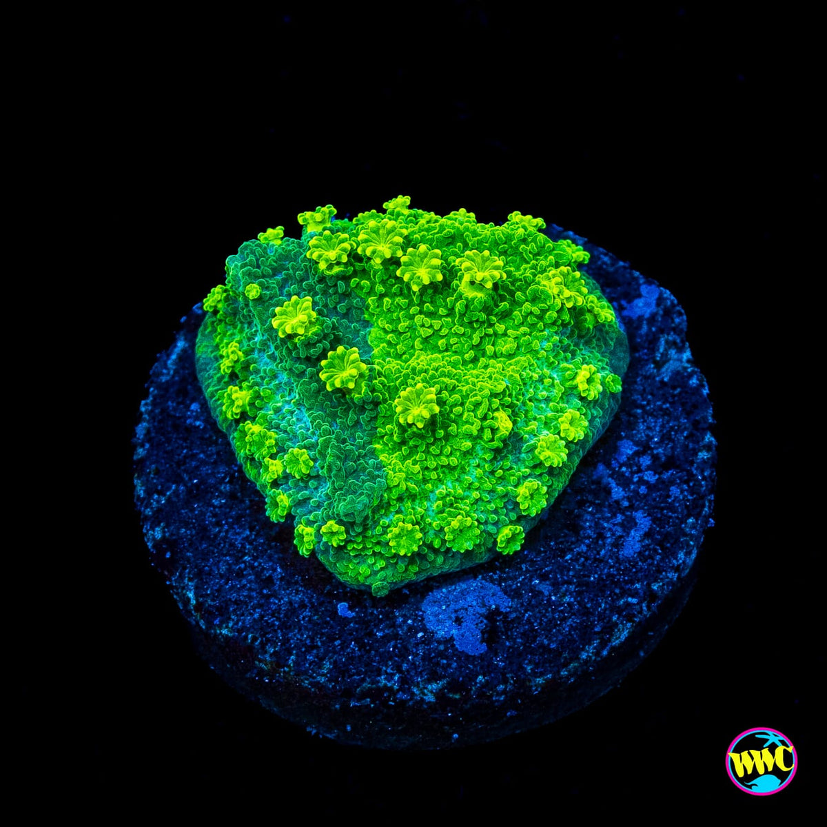 WWC Grafted Neon Astreopora