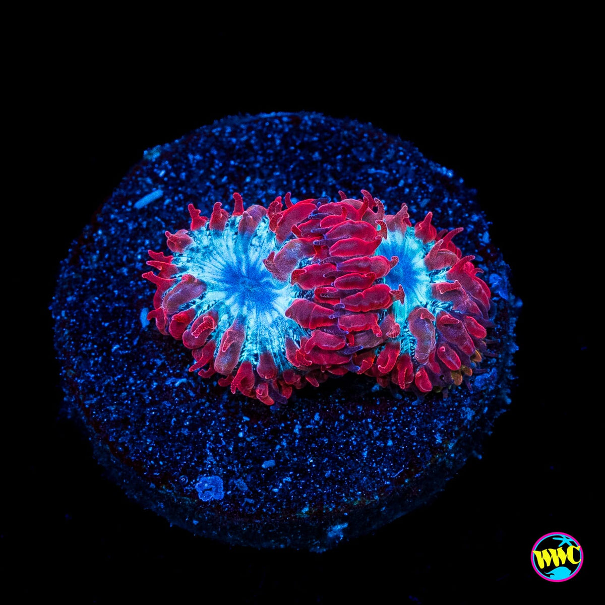 WWC Superman Merletti Blastomussa