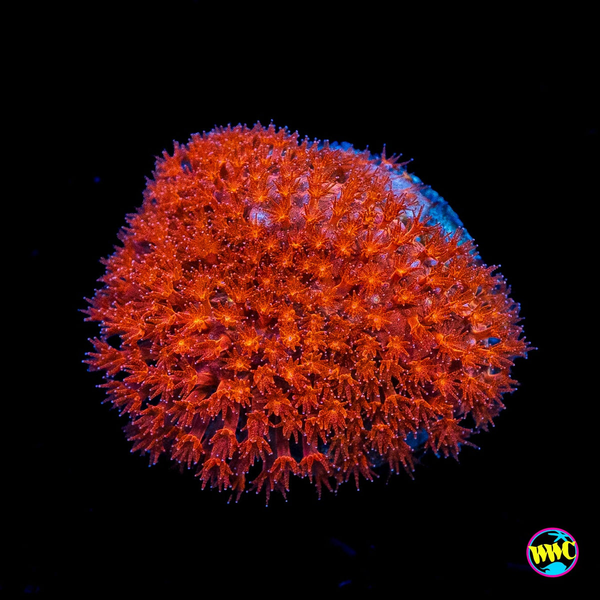 WWC Crimson Stylocoeniella