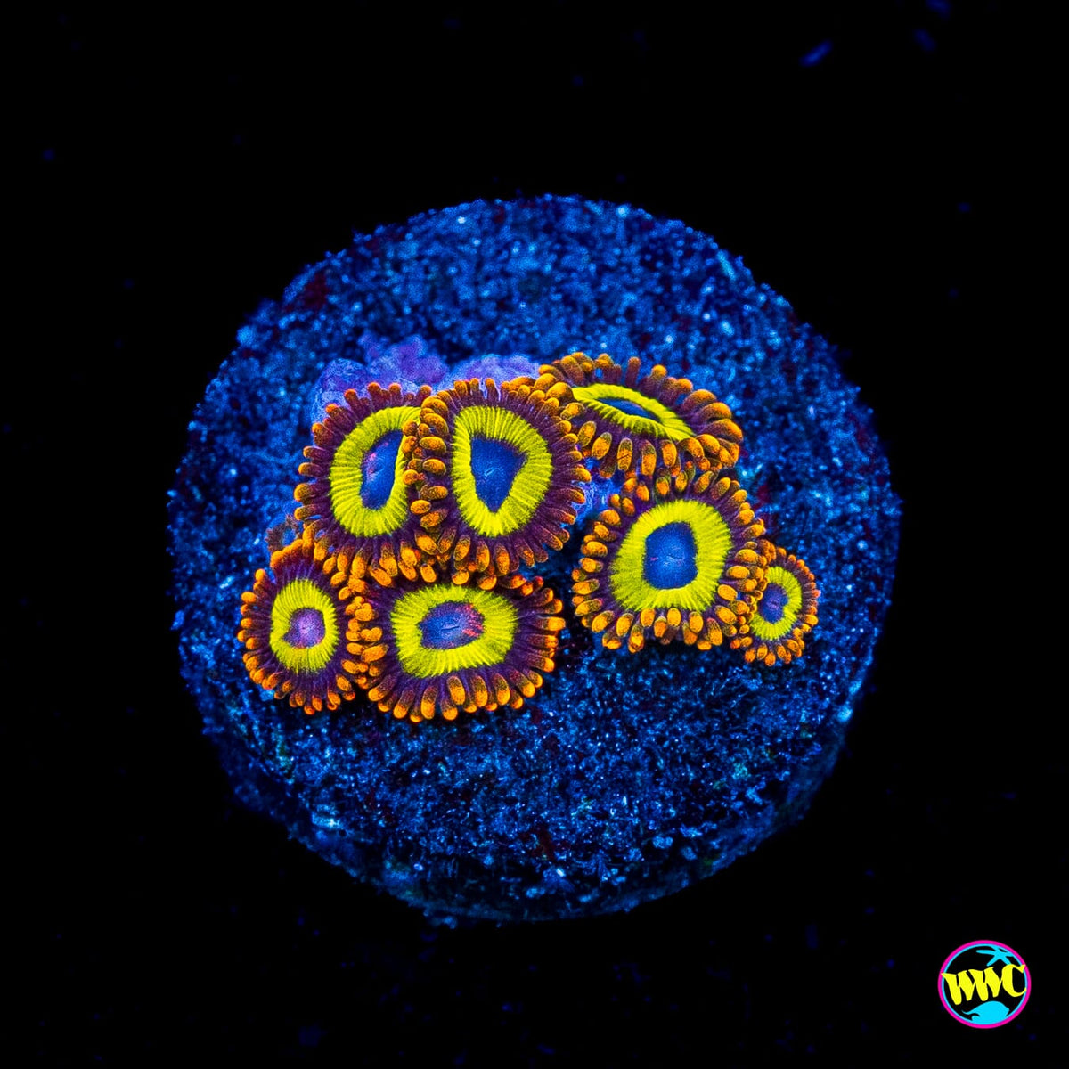 Fruit Loopz Zoanthids