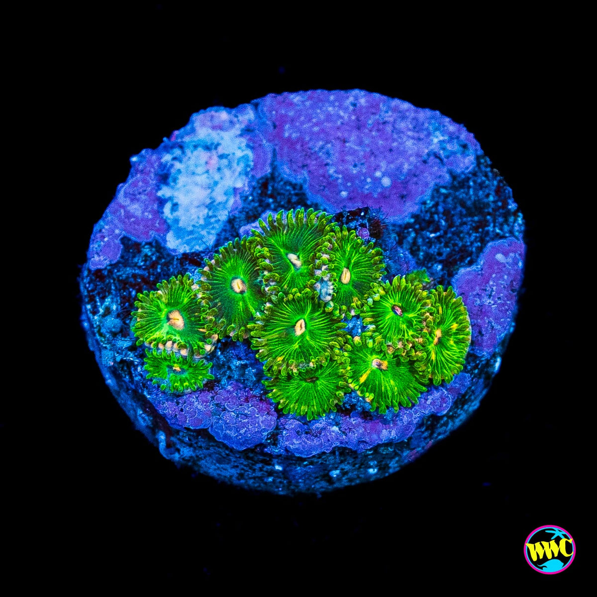 WWC Pine Nutz Zoanthids