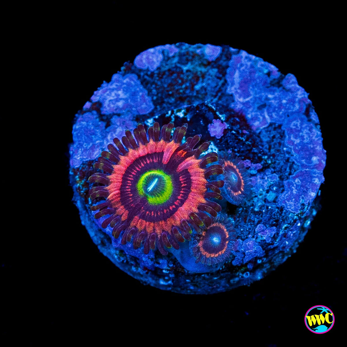 WWC Ultimate Bubblegum Pink Zoanthids