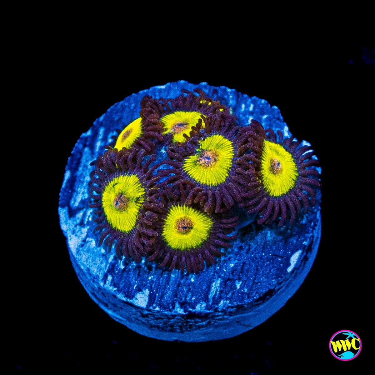 WWC Golden Eye Zoanthids