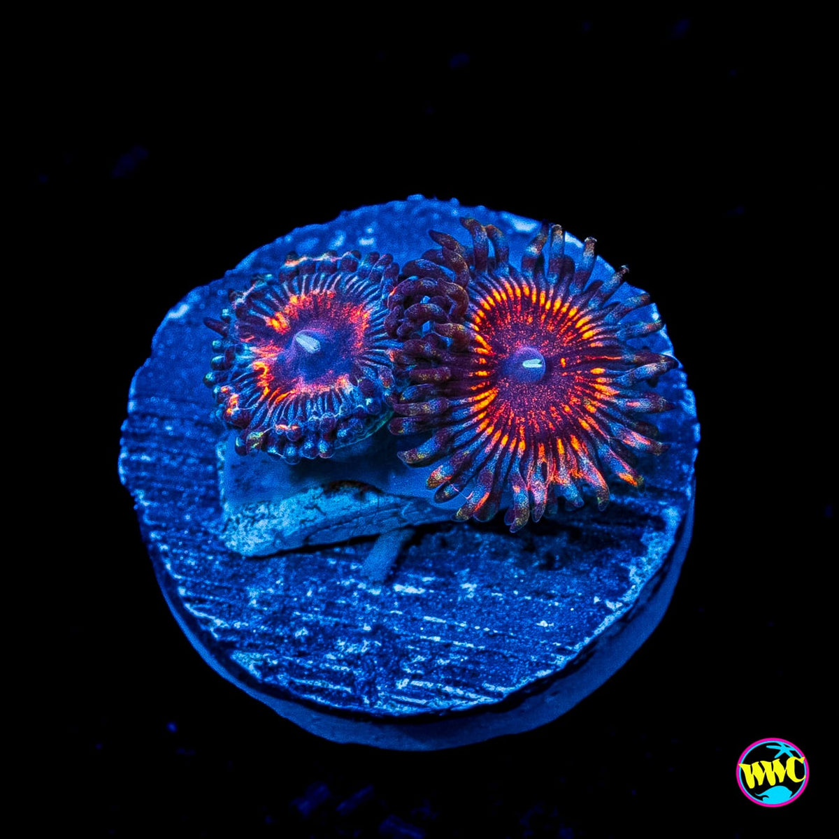 Armor of God Zoanthids