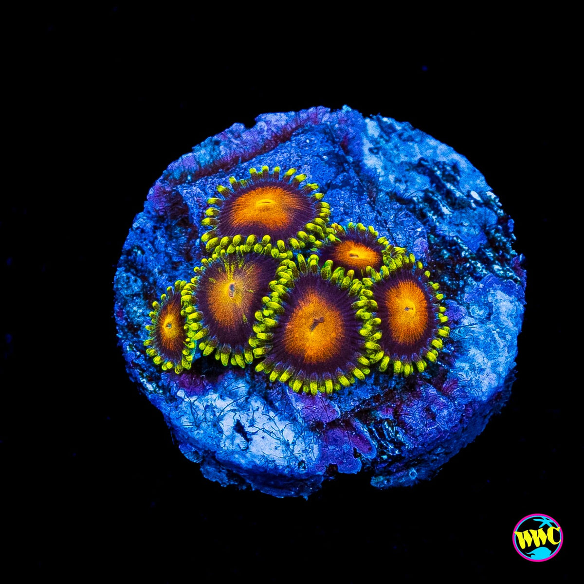 Yellow Brick Road Zoanthids