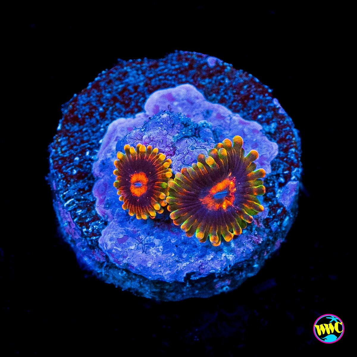 Mind Trick Zoanthids
